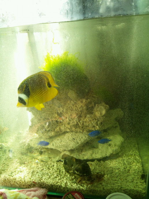 自宅水族館 名古屋の整体 接骨院で働く院長のブログ 自宅水族館 名古屋の整体 接骨院で働く院長のブログ