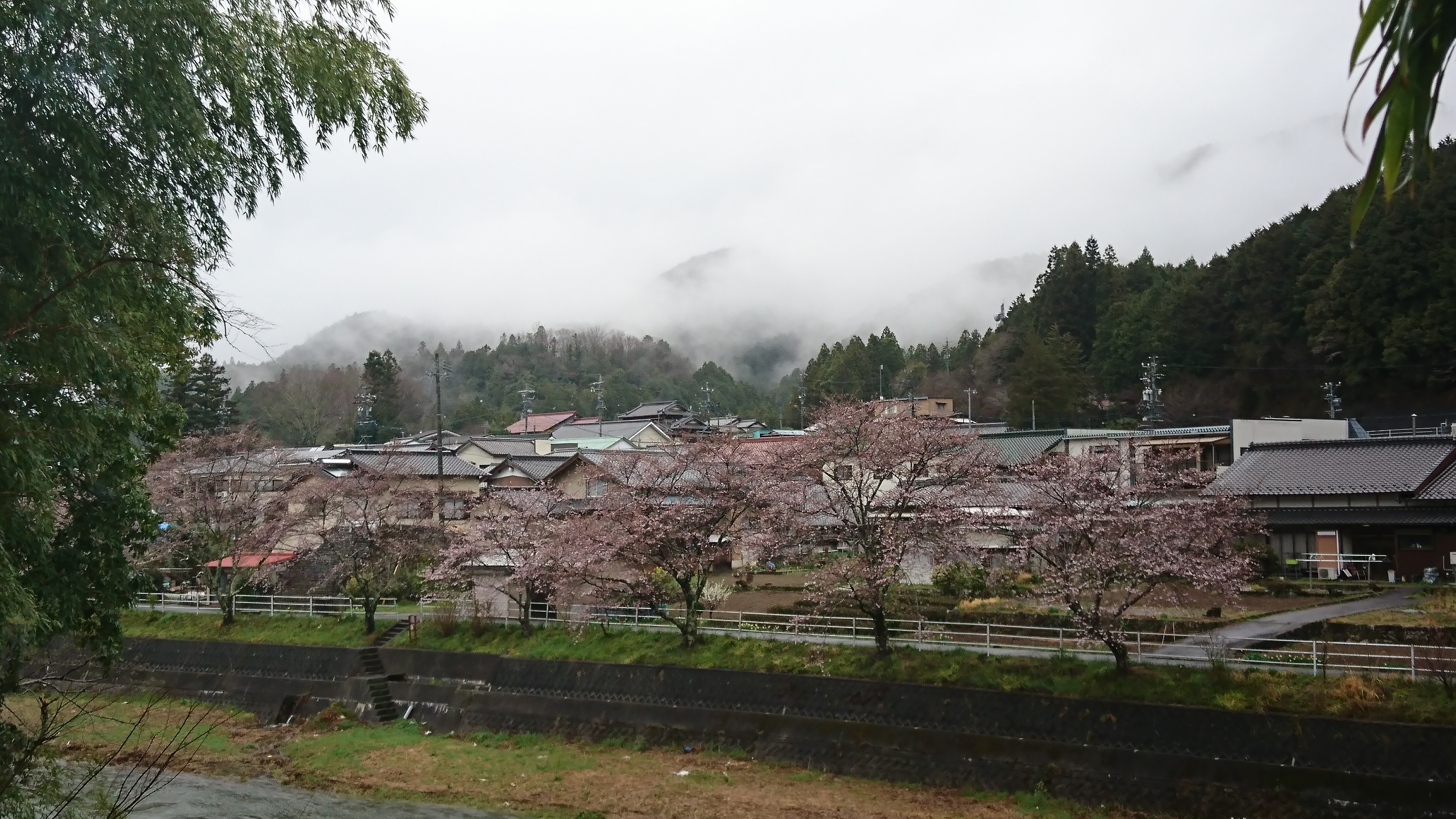 桜前線到着！？ | 山のれすとらん さかたのあれこれ