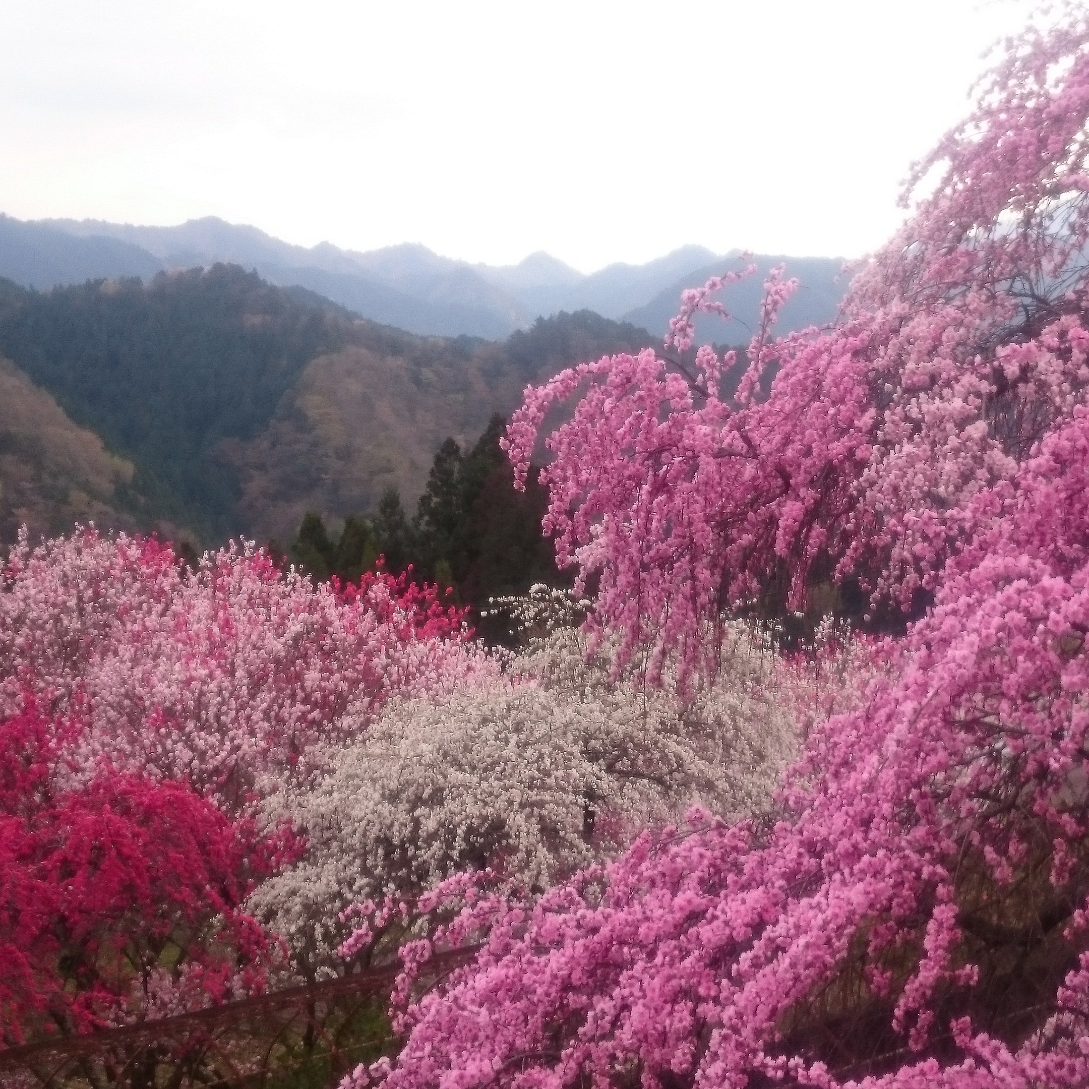 桃源郷へご案内いたします。 山のれすとらん さかたのあれこれ