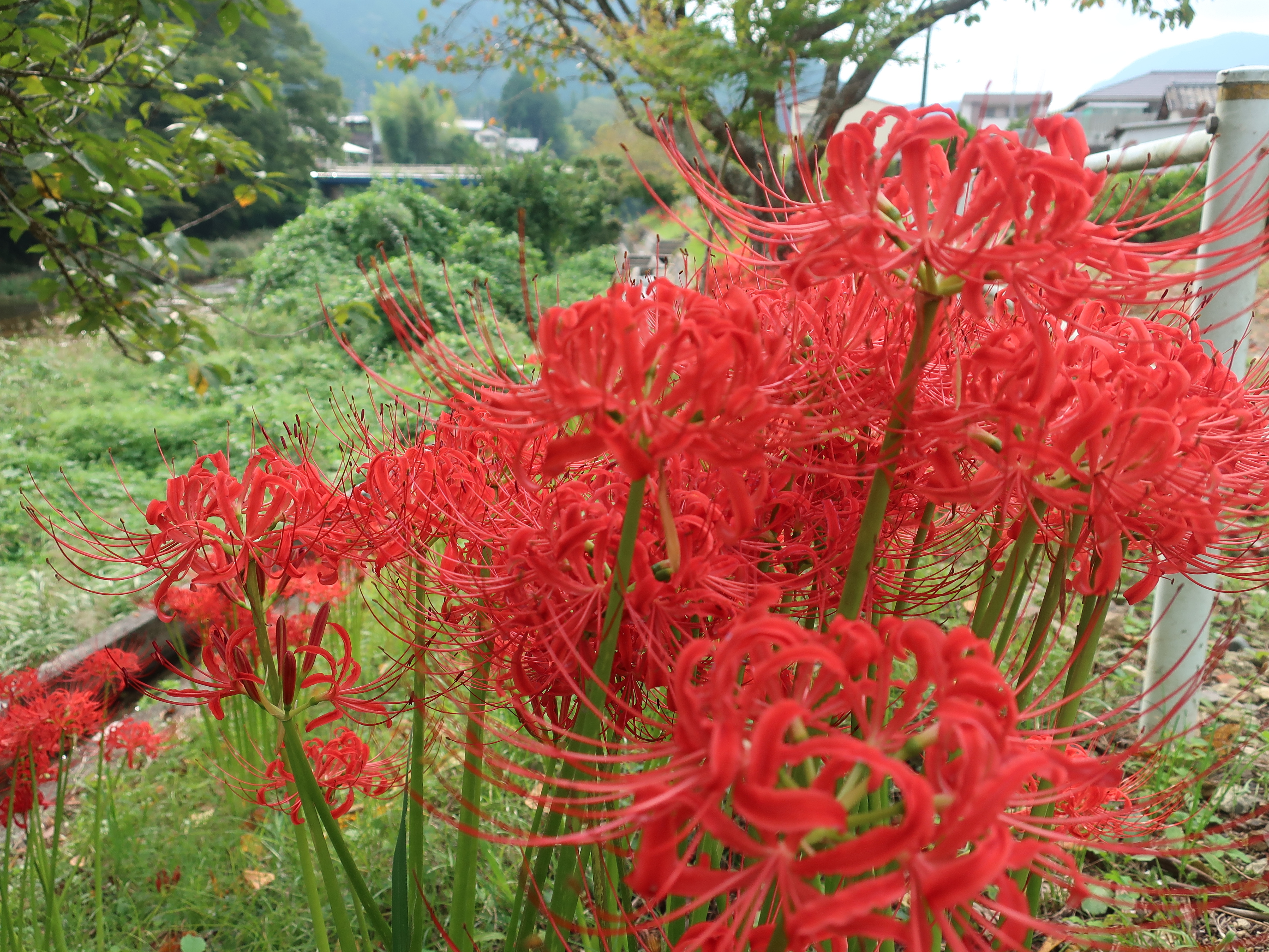 ◇静寂の泉◇鳥居◇オルゴナイト◇オブジェ◇アパタイト