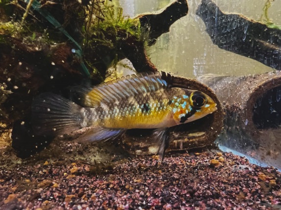 ミーツミツ〜AP.sp.ミツ キンメの毎日