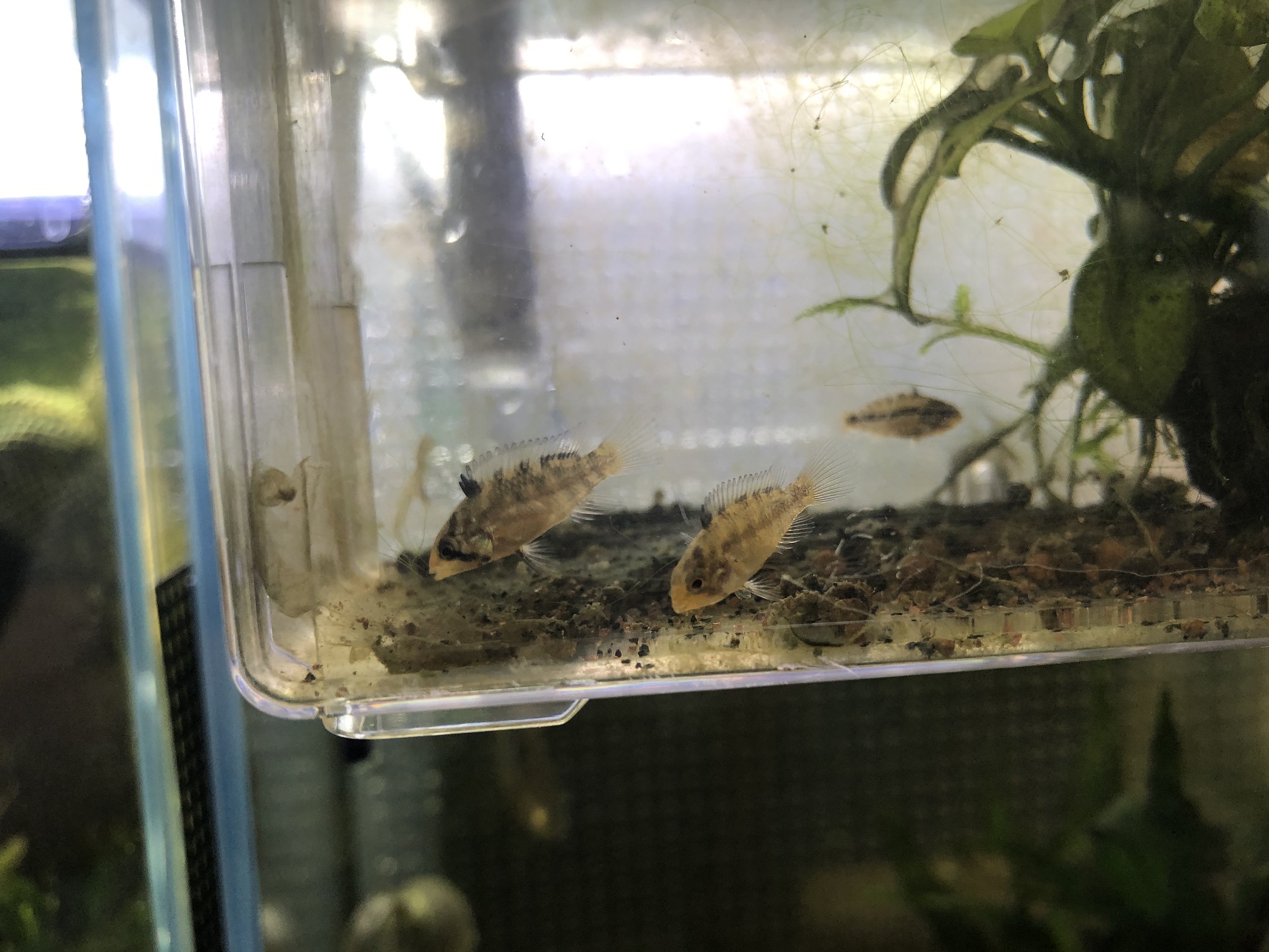 水槽 金魚水槽】新90cm水槽に金魚を入れました。ニッソー「タンク