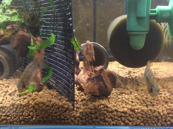 仕切り網でチャレンジ Ap ルアナ キンメの毎日