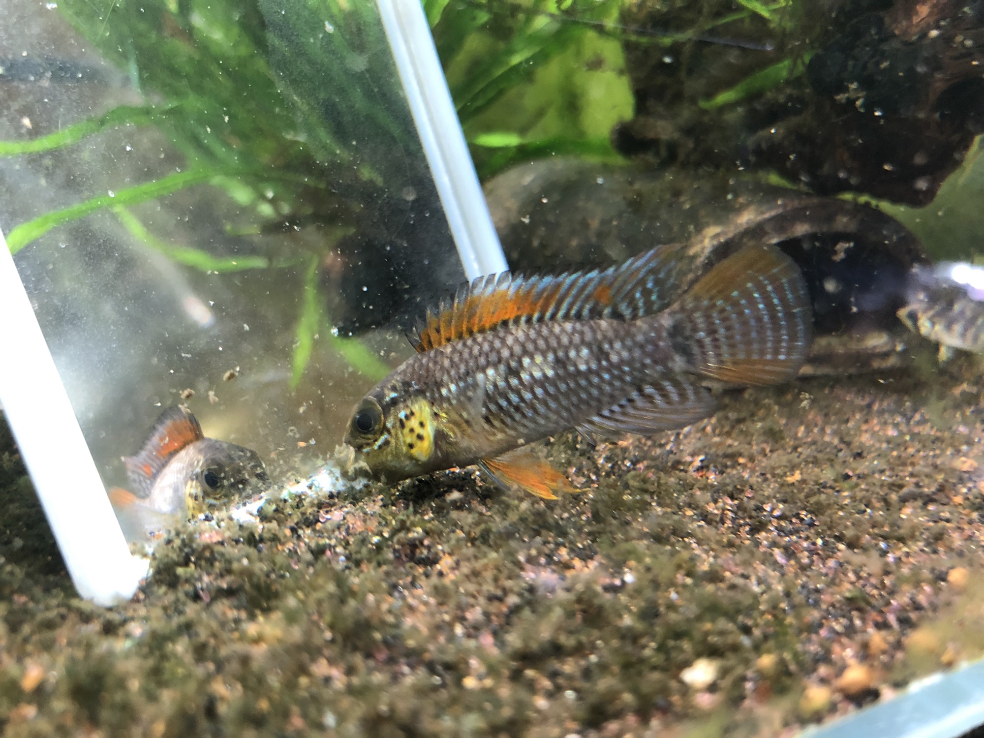 Ap.フィールフレック F1幼魚6匹 繁殖再開〜AP.sp.フィールフレック | キンメの毎日