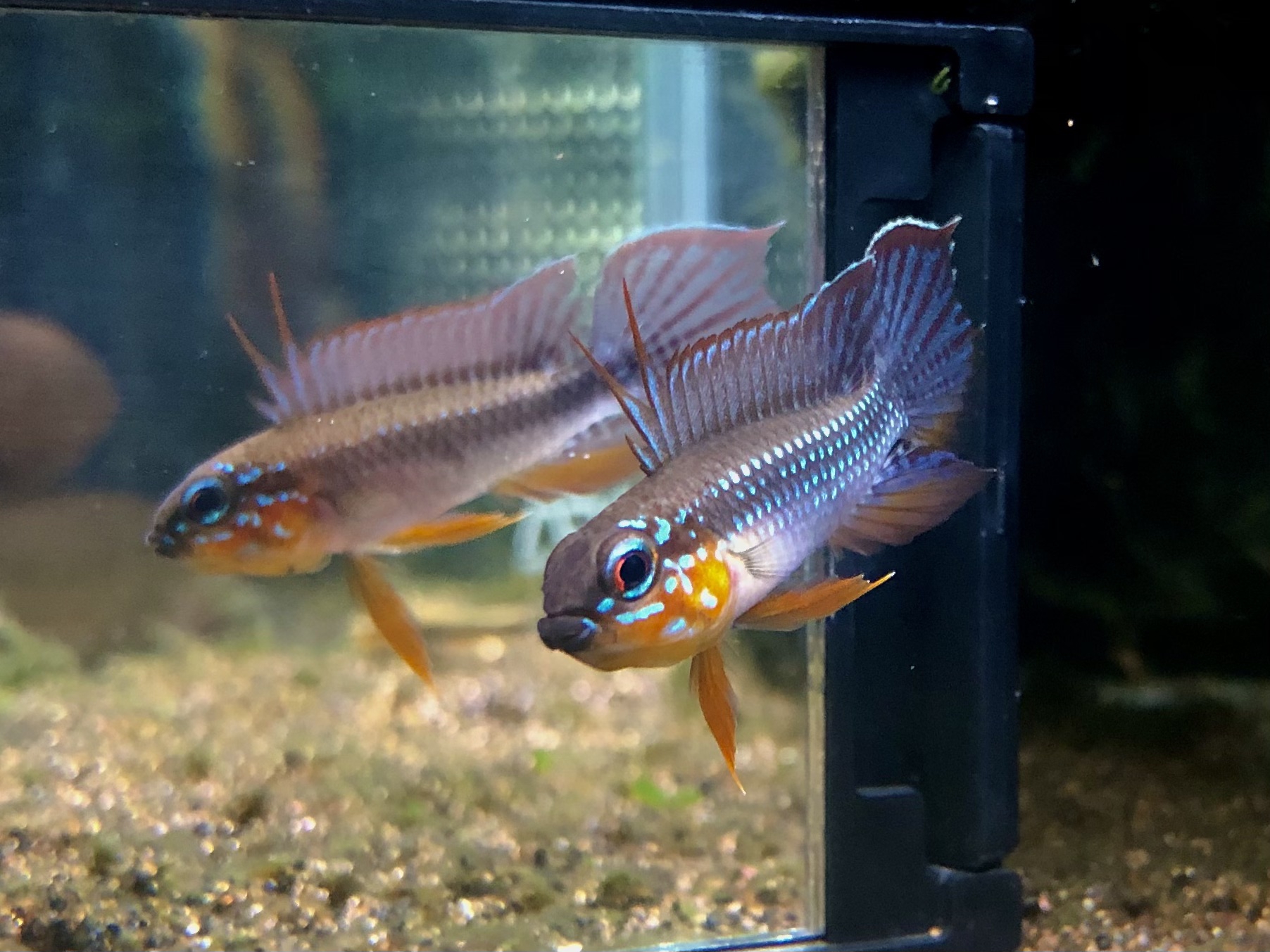 鰭赤F1産卵！が主役を奪われる〜AP.エリザベサエF1 | キンメの毎日