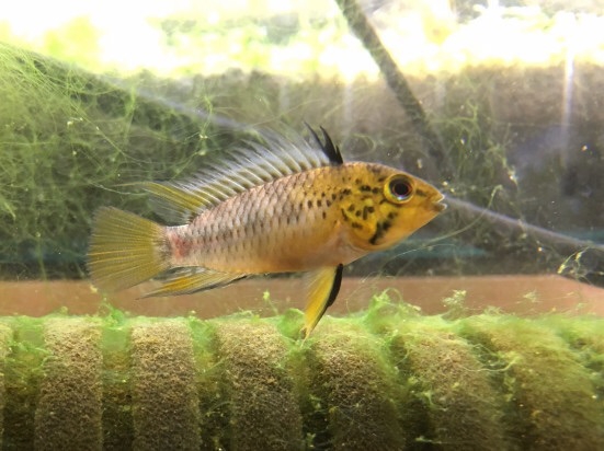 【即決送料０】アピスト グアビアーレ自家産幼魚5匹 +1匹