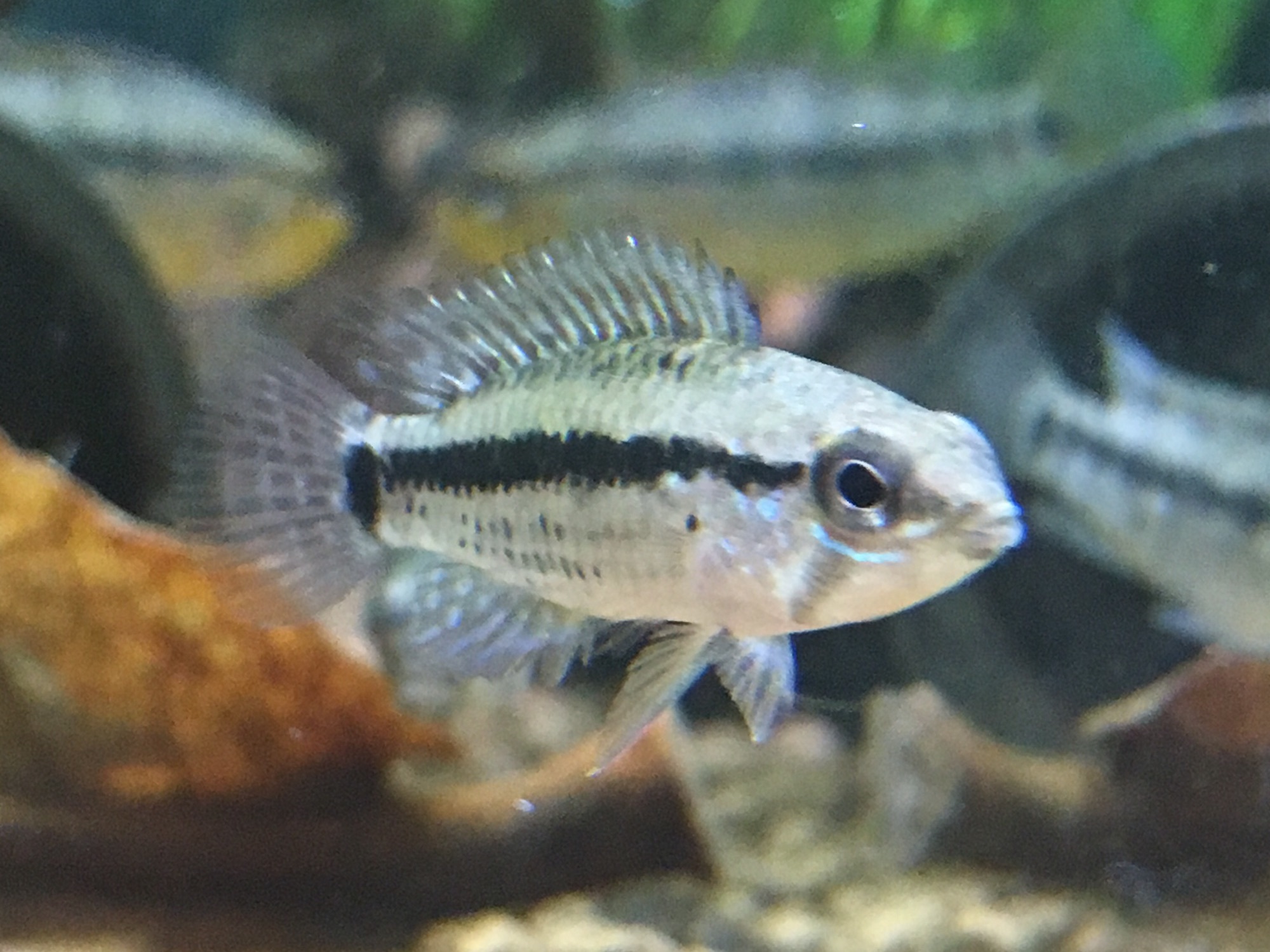 Ap.フィールフレック F1幼魚6匹 繁殖再開〜AP.sp.フィールフレック | キンメの毎日