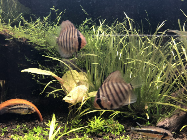 グリーングリーン Ap Sp ブライトビンデン キンメの毎日