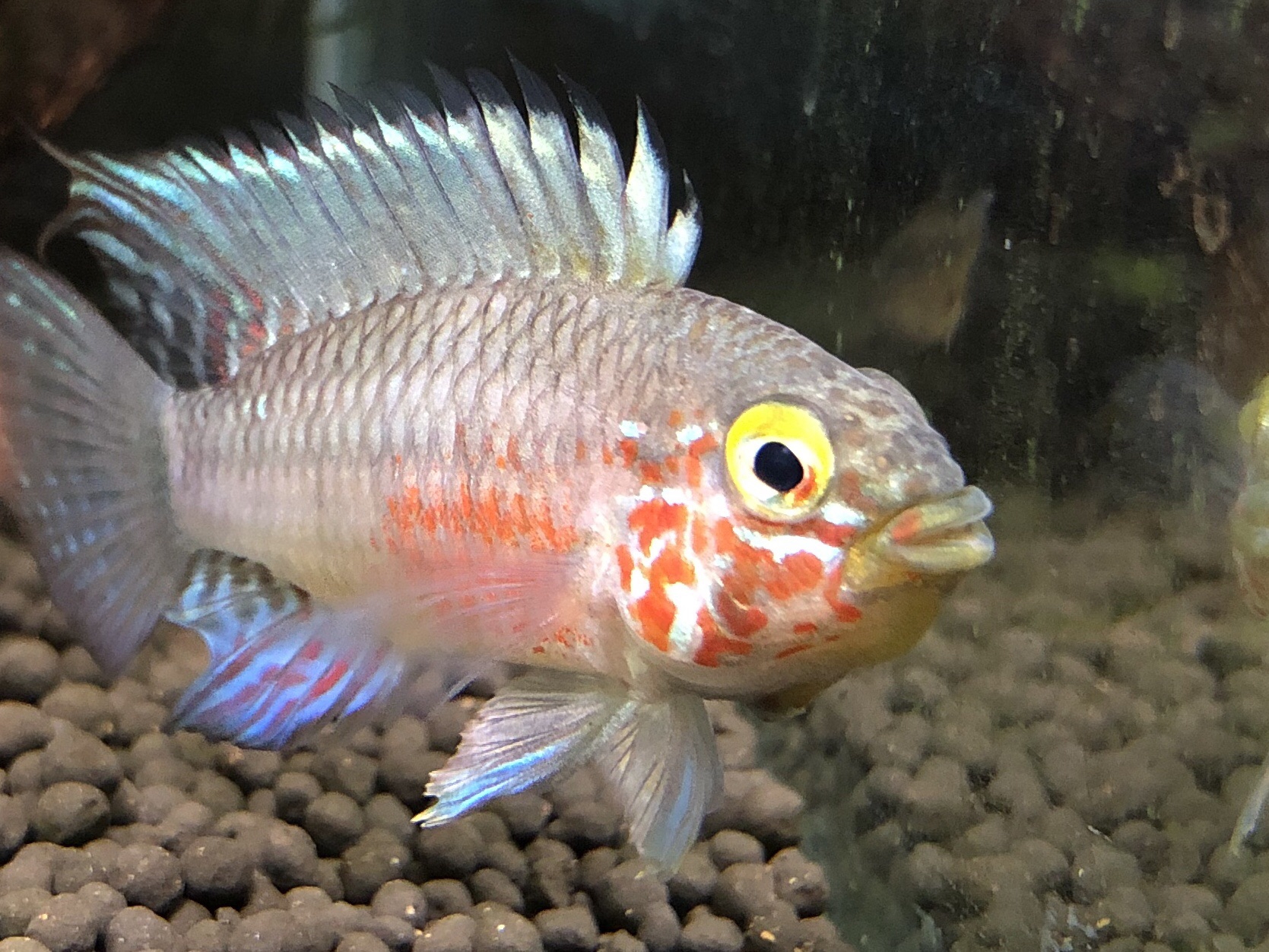 アルメリックグレイビー6.1