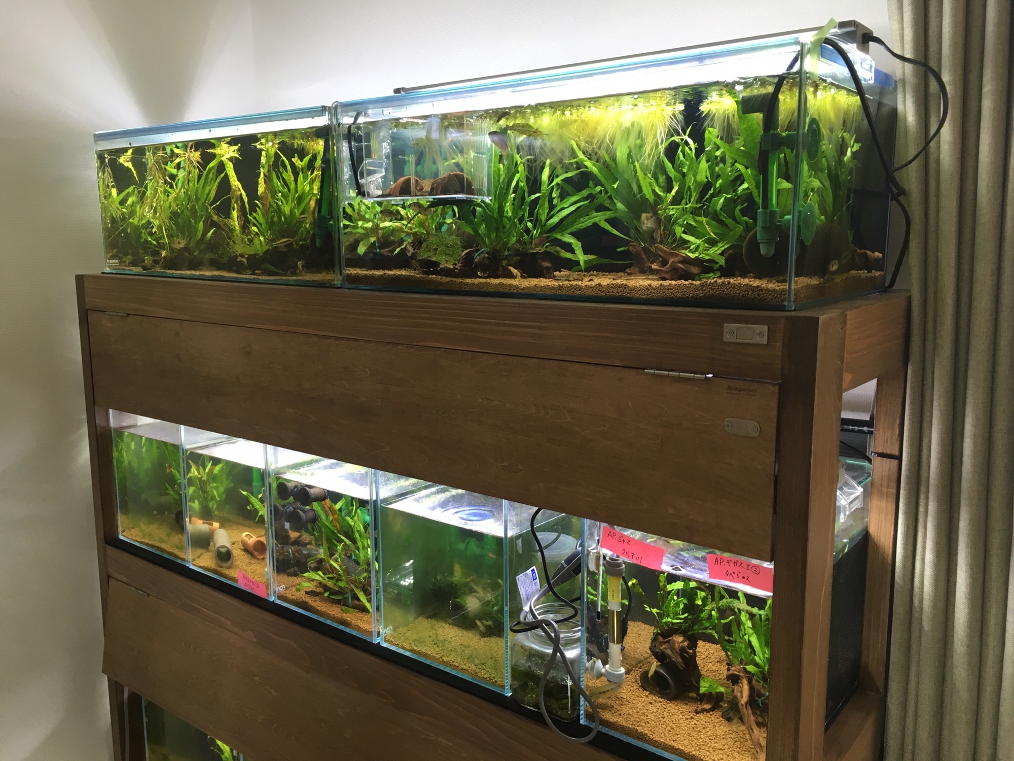 水槽に囲まれて〜APAP台 | キンメの毎日