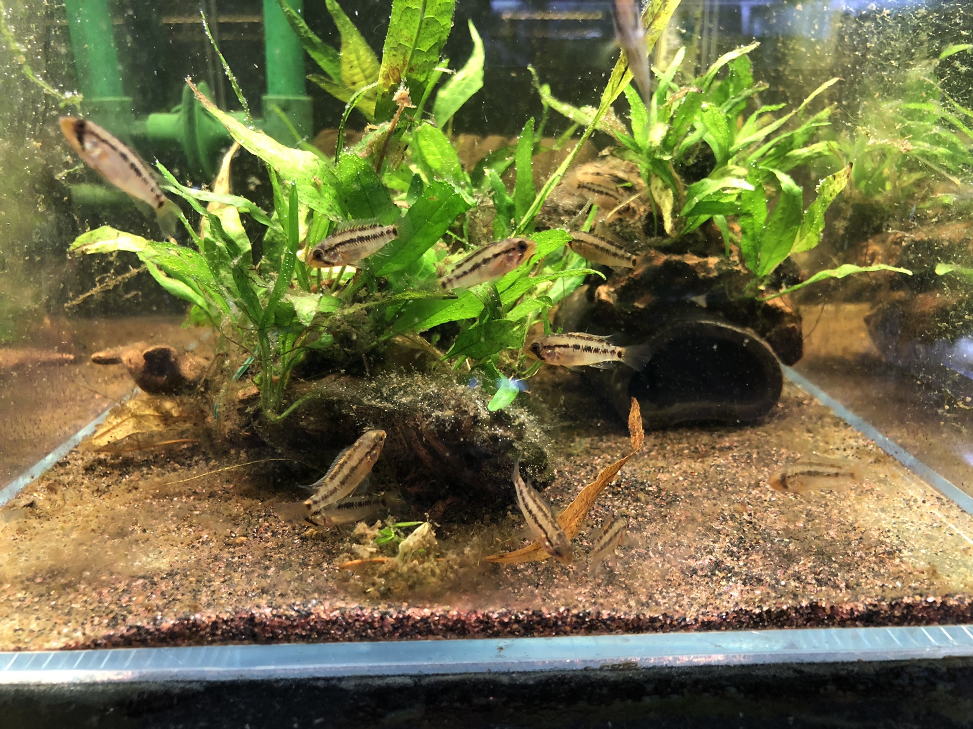むしり過ぎた60cm水草水槽〜AP.グッタータF1個体&エリザベサエ
