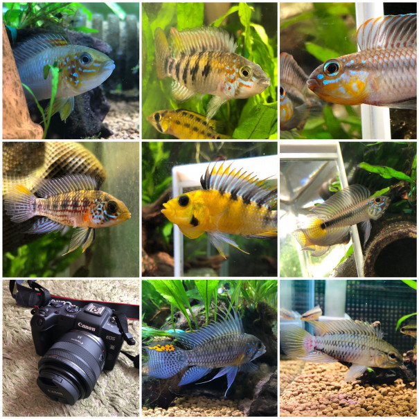 平成から令和 ブラジル ペルーへ Ap 総集編 キンメの毎日