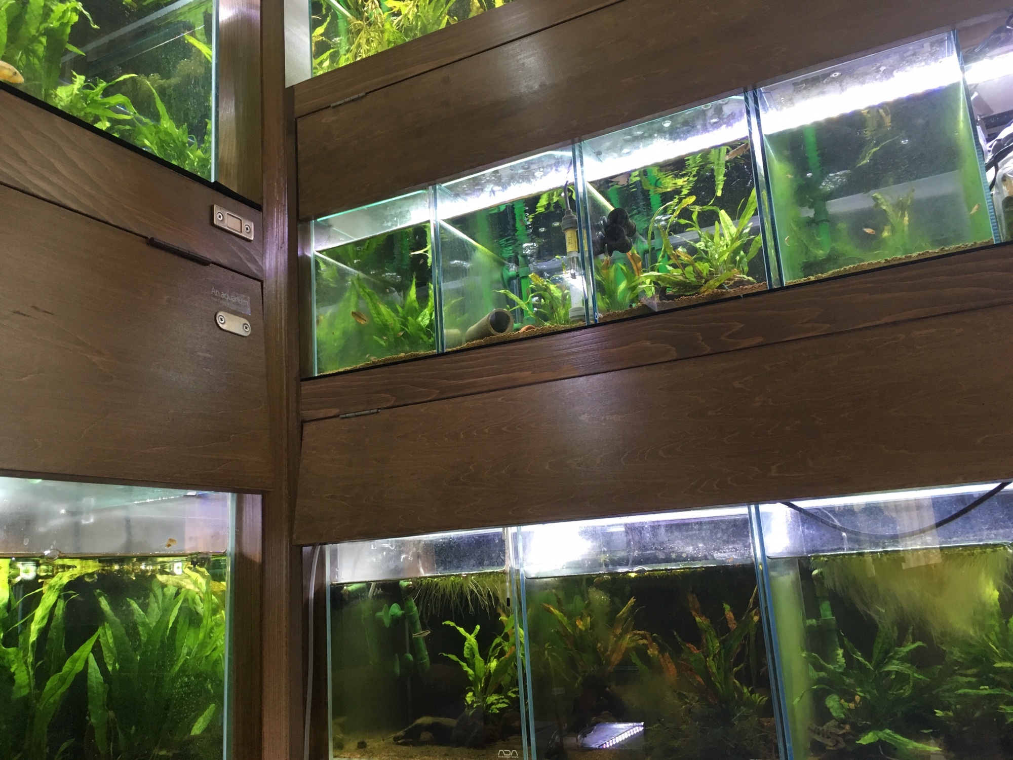 水槽に囲まれて〜APAP台 | キンメの毎日