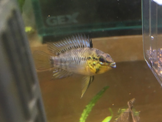 【即決送料０】アピスト グアビアーレ自家産幼魚5匹 +1匹