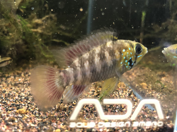 福岡にアピストグラマを求めて0930 Ap キーメンフリック キンメの毎日