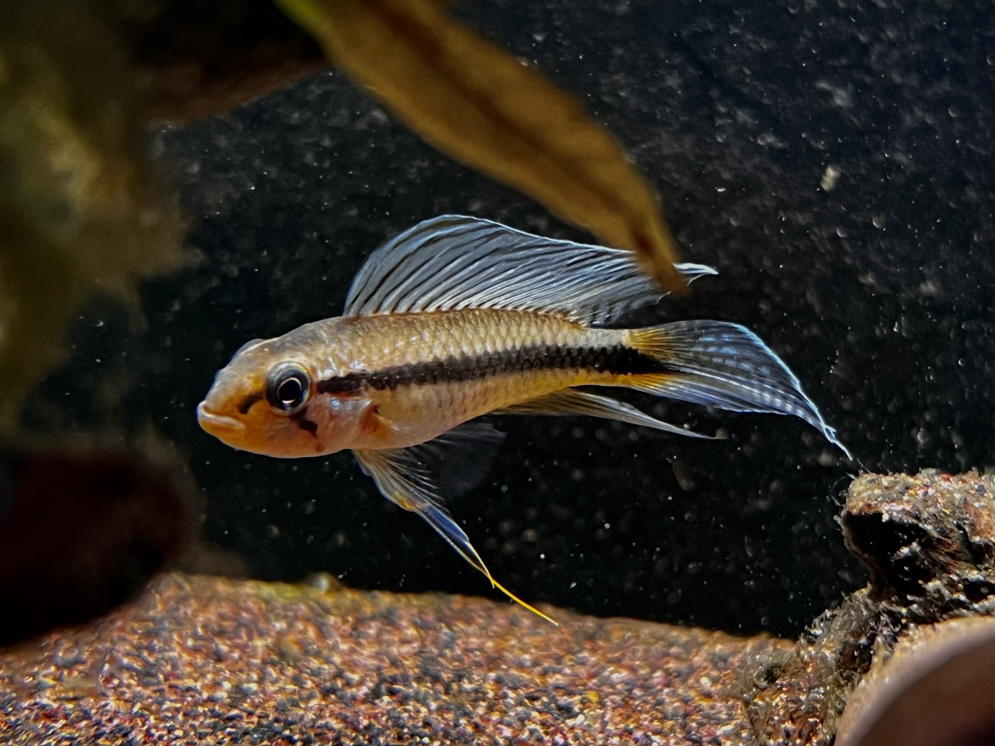 北欧の熱帯魚〜AP.sp.イサナ | キンメの毎日