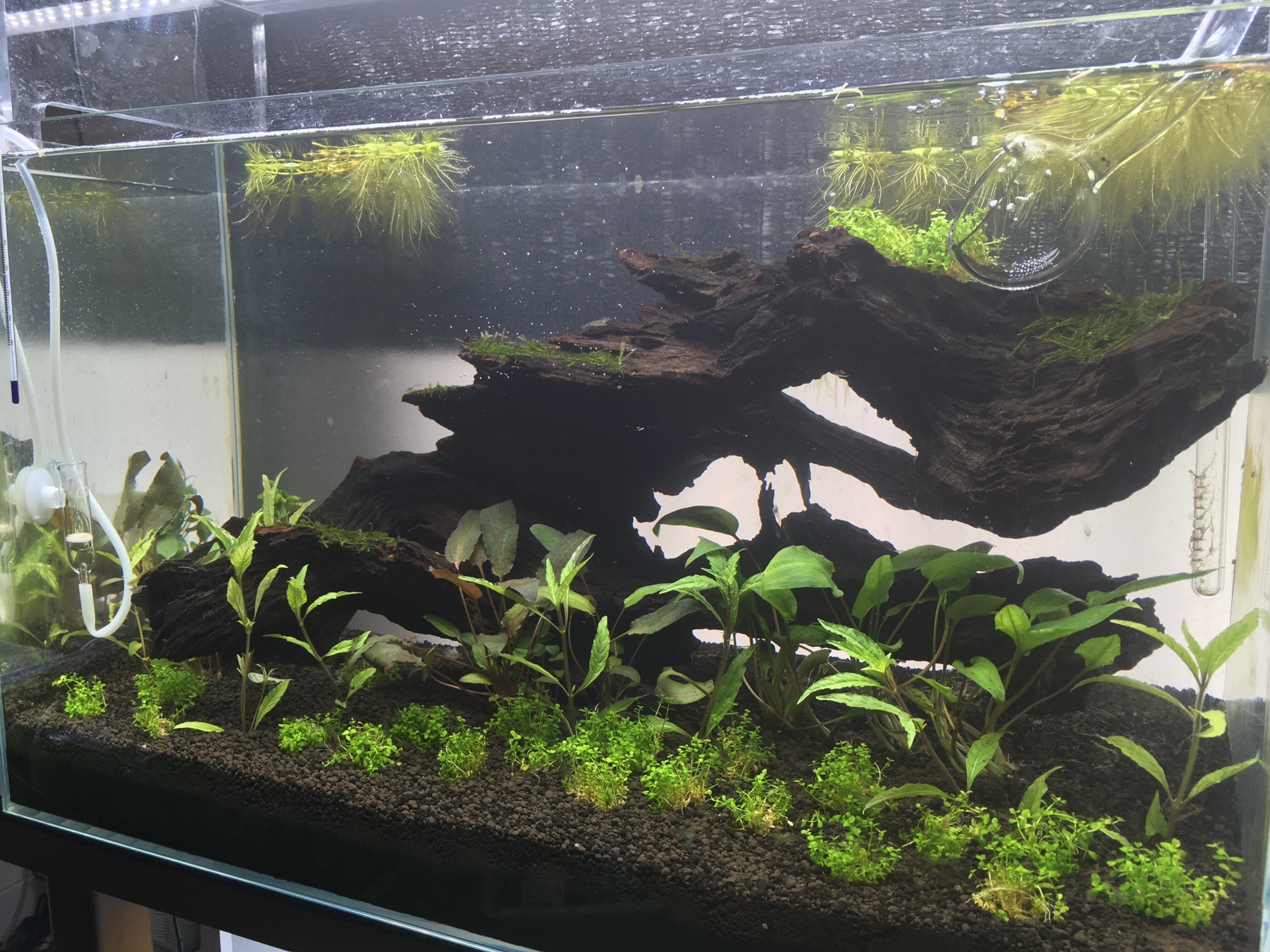 アクアリウム　水草水槽　引退 sddefault.jpg