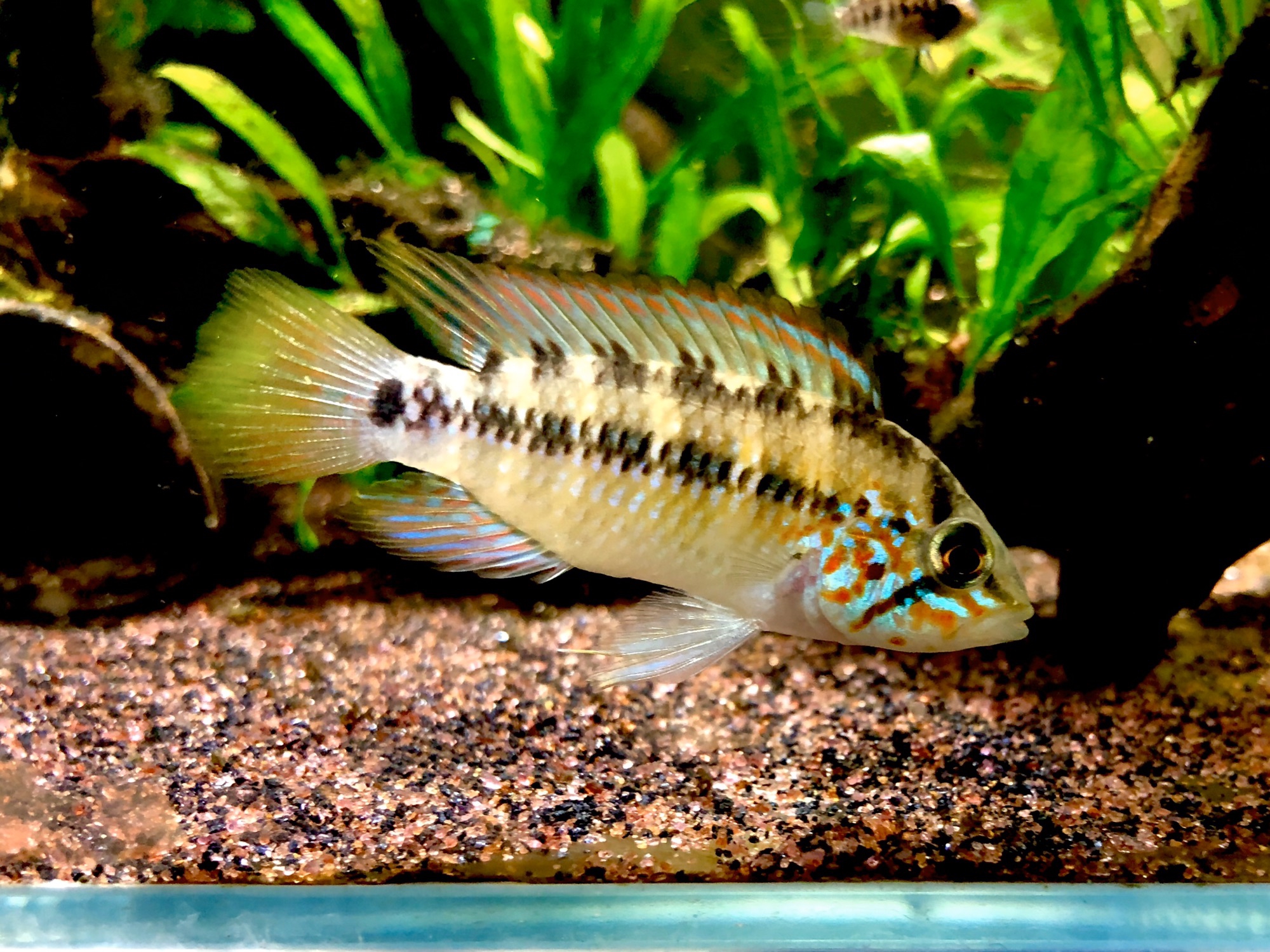 アピストグラマ　クランデリ　ギガス　クルア産　WF1 アピストグラマ クランデリ ギガス クルア産 WF1