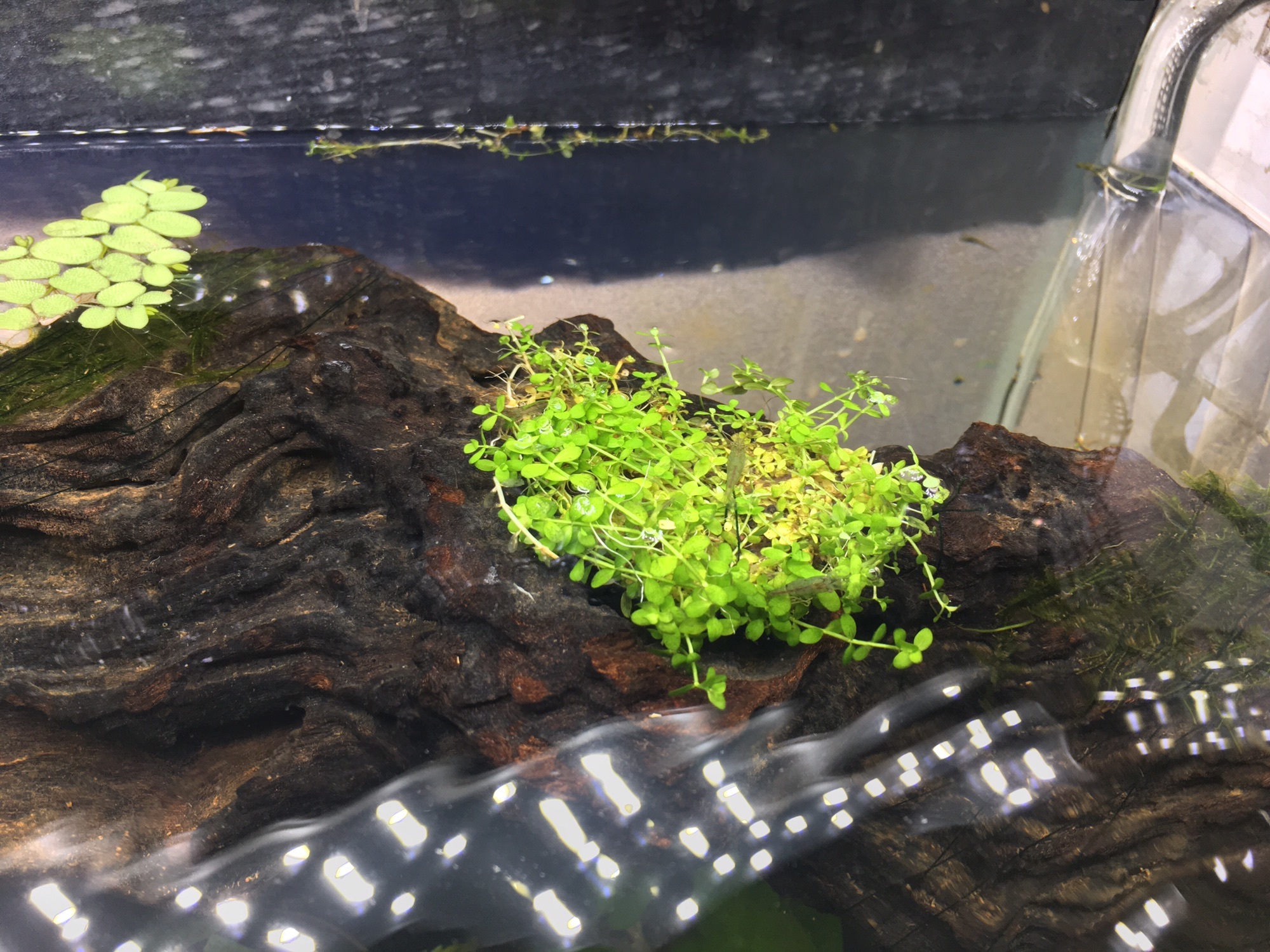 60cm水草水槽 ニューラージパールグラス植栽 | キンメの毎日