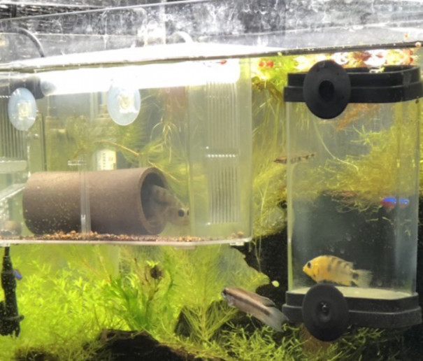 朝から調布のペスカドールで得たアピストは Ap Sp ジュタイ キンメの毎日