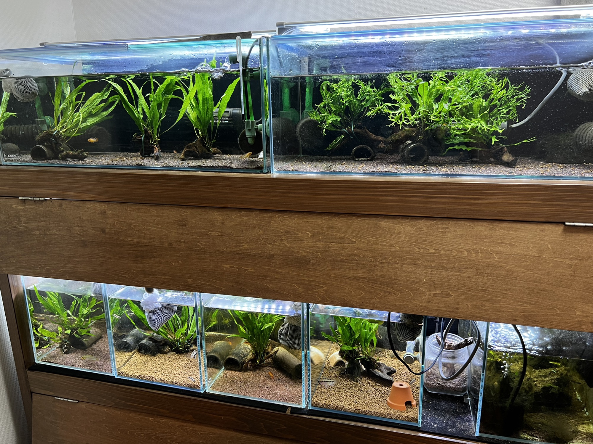 水槽が綺麗になると〜AP.sp.Elzeniense | キンメの毎日