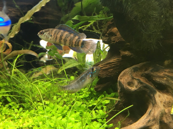 バジスバジス稚魚vsエリザベサエ稚魚 キンメの毎日 バジスバジス稚魚vsエリザベサエ稚魚 キンメの毎日
