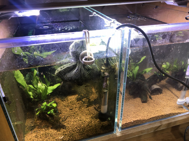 F1水槽掃除 Ap ビエジタ ムコ 13 キンメの毎日