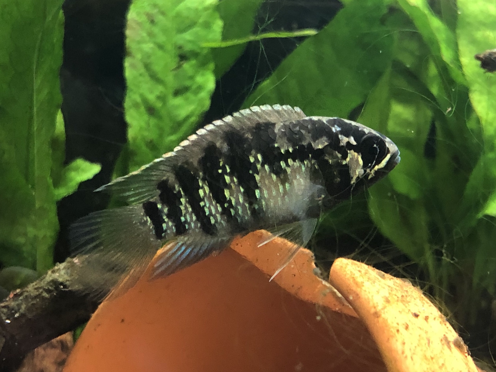 淡水魚】No2 イバナカラ アドケタ サンガブリエル産 ワイルド【1ペア 