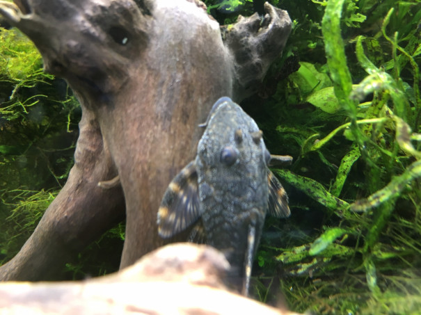 30cmキューブの三度目のトリミング キンメの毎日