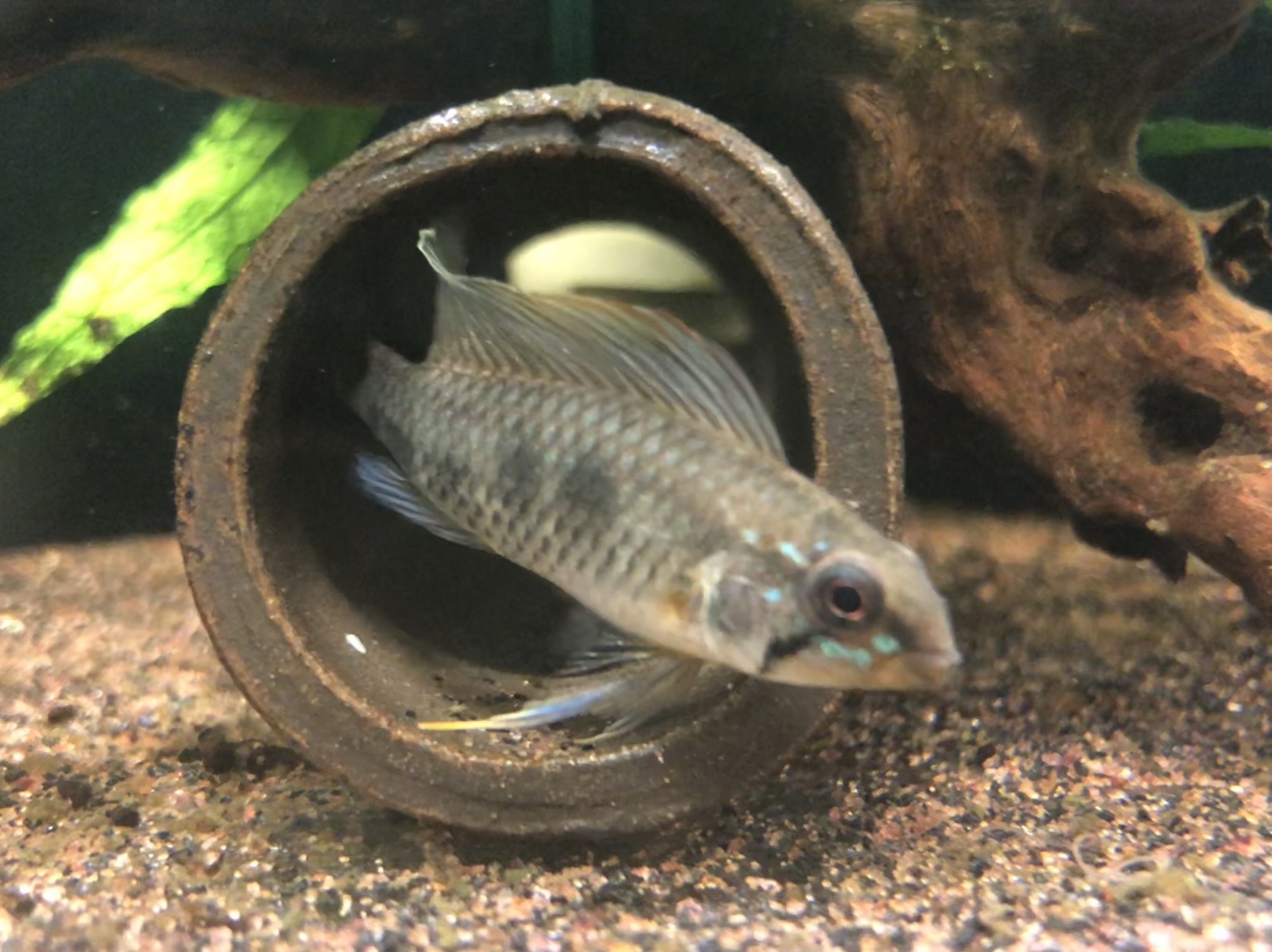アピストグラマ cf フラベリカウダ トリオ