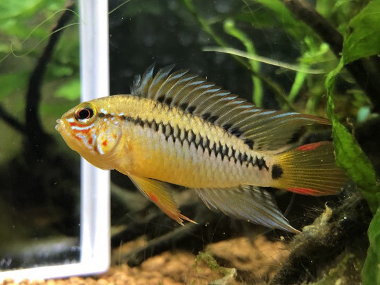 待ち惚け Ap ビエジタ キンメの毎日