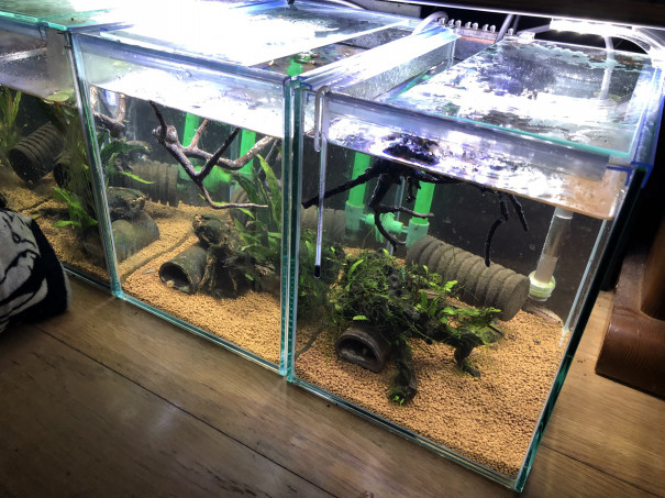 朝から調布のペスカドールで得たアピストは Ap Sp ジュタイ キンメの毎日