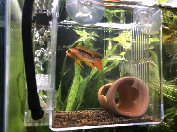 メンソーレ石垣島 1日目 Ap アガシジーファイヤーレッド キンメの毎日