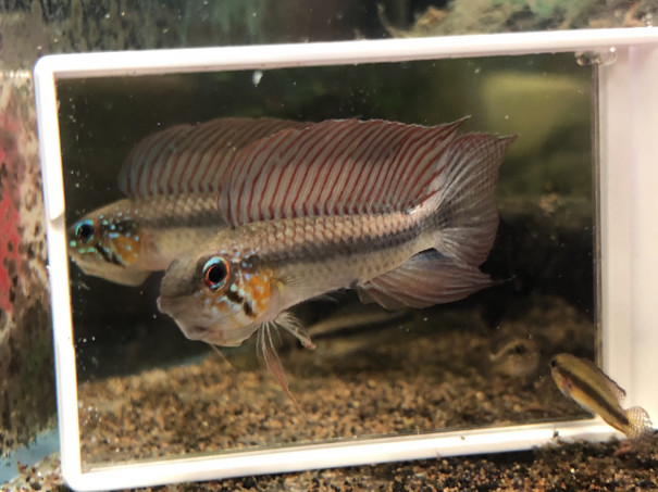 一年経過していたの Ap リネアタ Type キンメの毎日