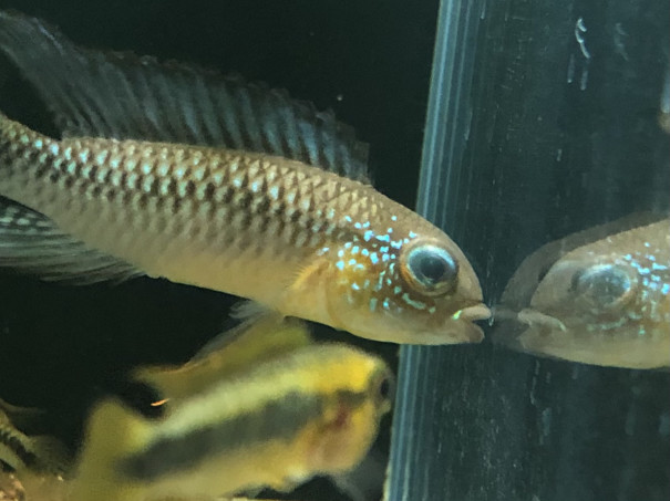白濁の治し方 Ap プルクラ リオ ウアツマ キンメの毎日 白濁の治し方 Ap プルクラ リオ ウアツマ キンメの毎日