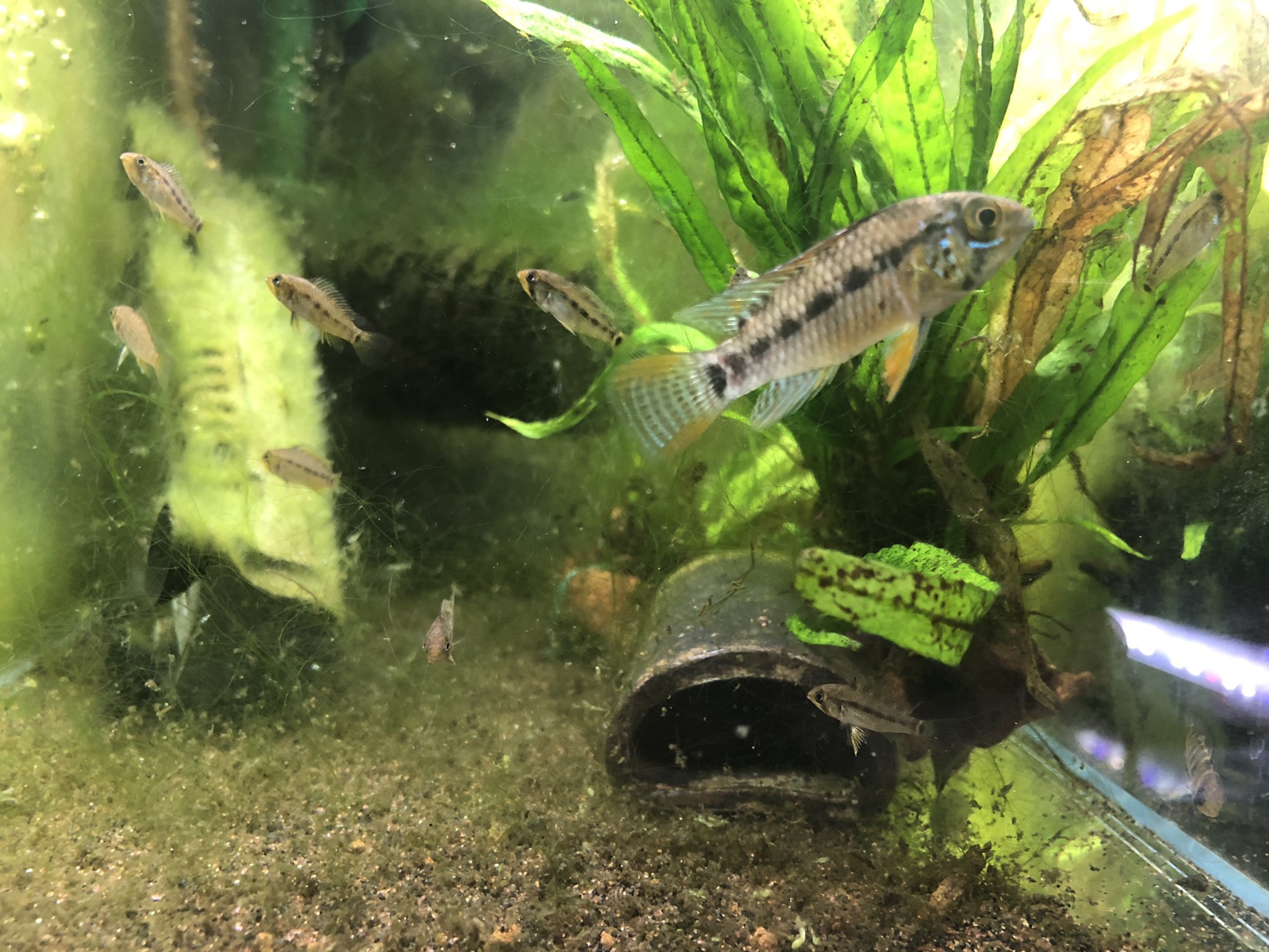 Ap.フィールフレック F1幼魚6匹 アクアリウムバスにアピストを求めて2020〜AP.sp.フィールフレック