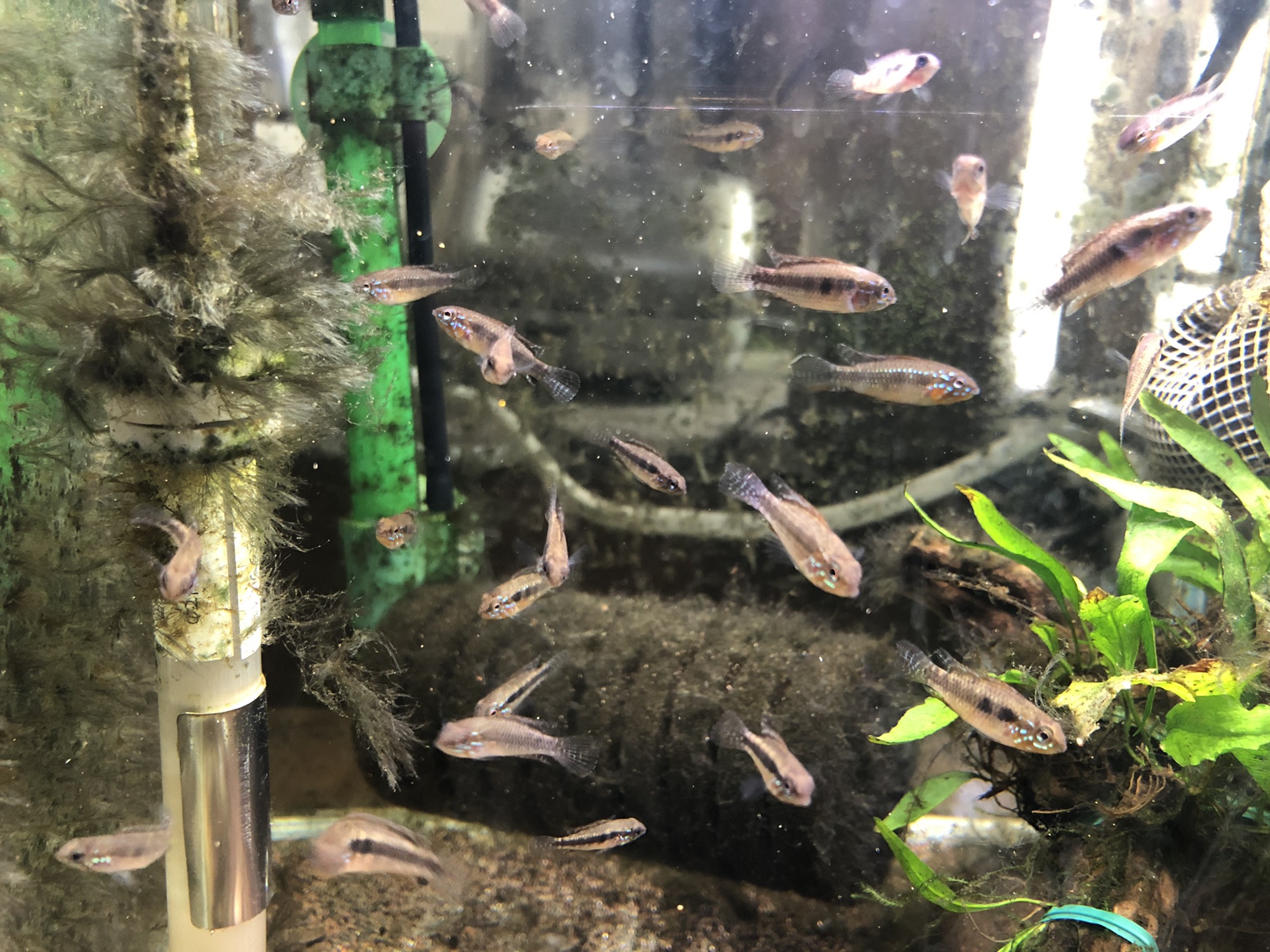 アピストグラマ Apエリザベサエ F1