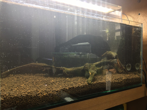 45cmトニナ水槽リセット 稚魚移動 キンメの毎日