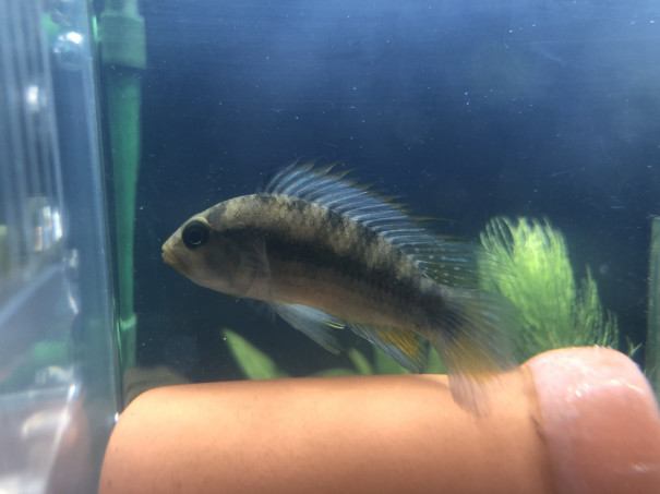 朝から調布のペスカドールで得たアピストは Ap Sp ジュタイ キンメの毎日