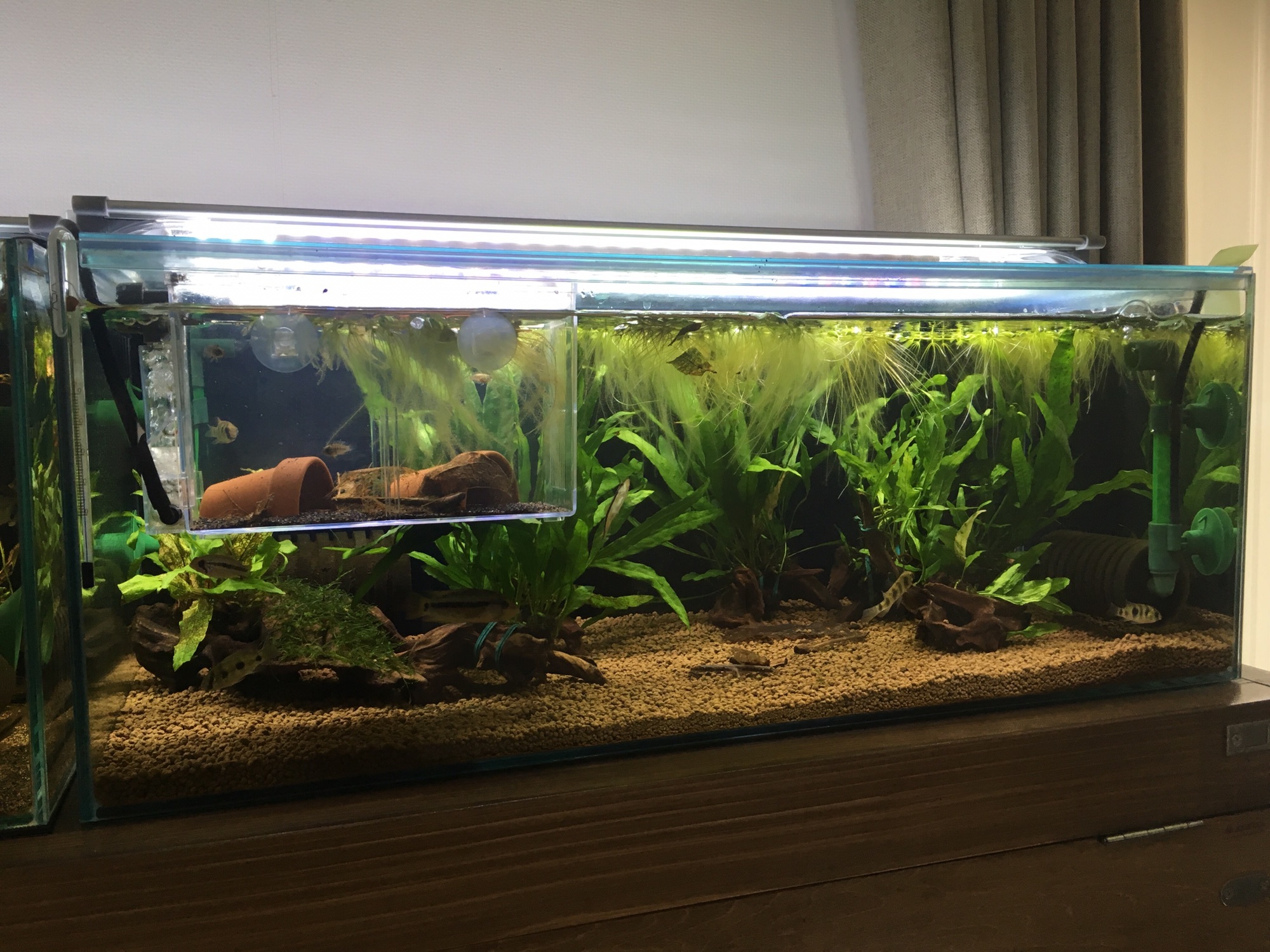 水槽に囲まれて〜APAP台 | キンメの毎日