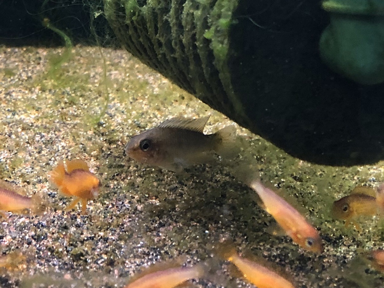 8/29発送まで アピストグラマ ロートカイル サンガブリエル産 オス親と