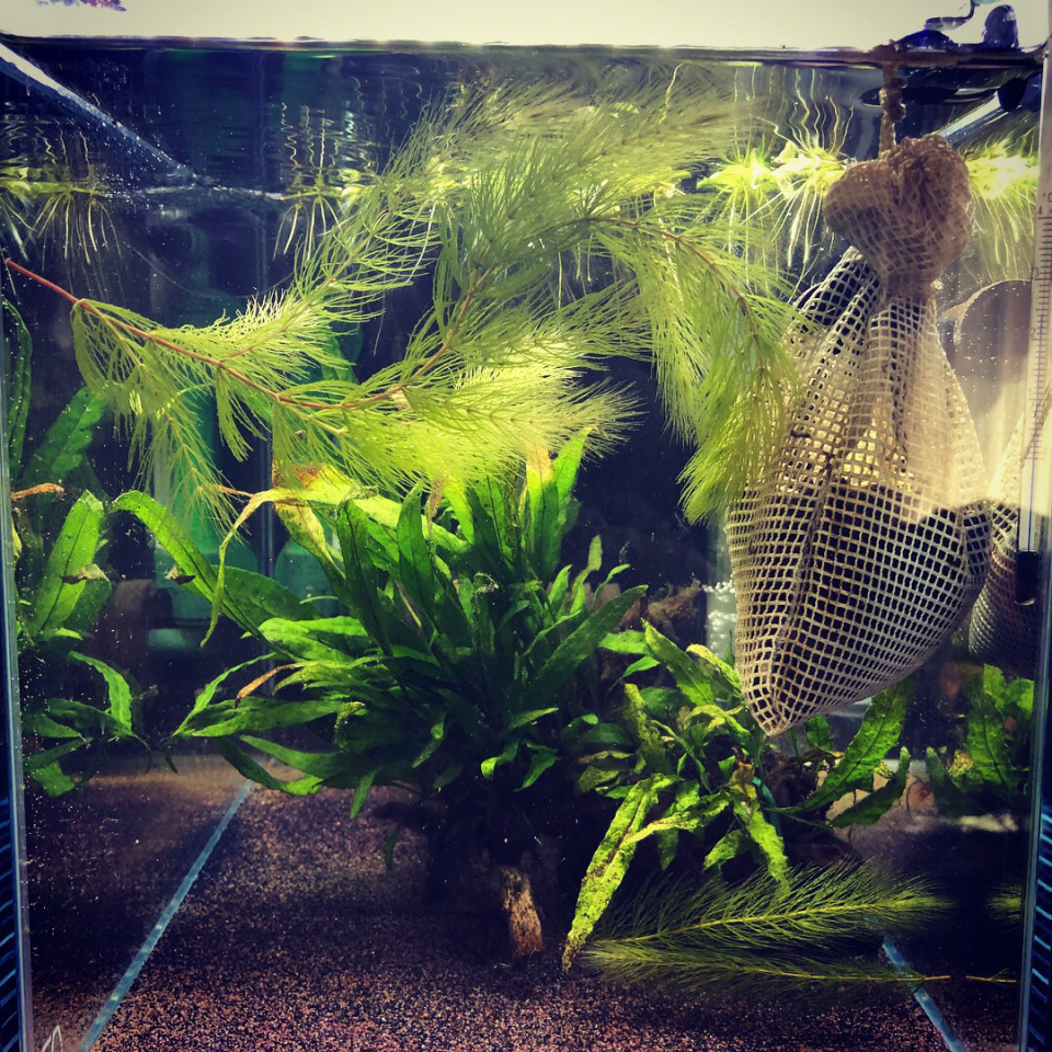 180cm流木水槽でアピストを Ap Fool キンメの毎日