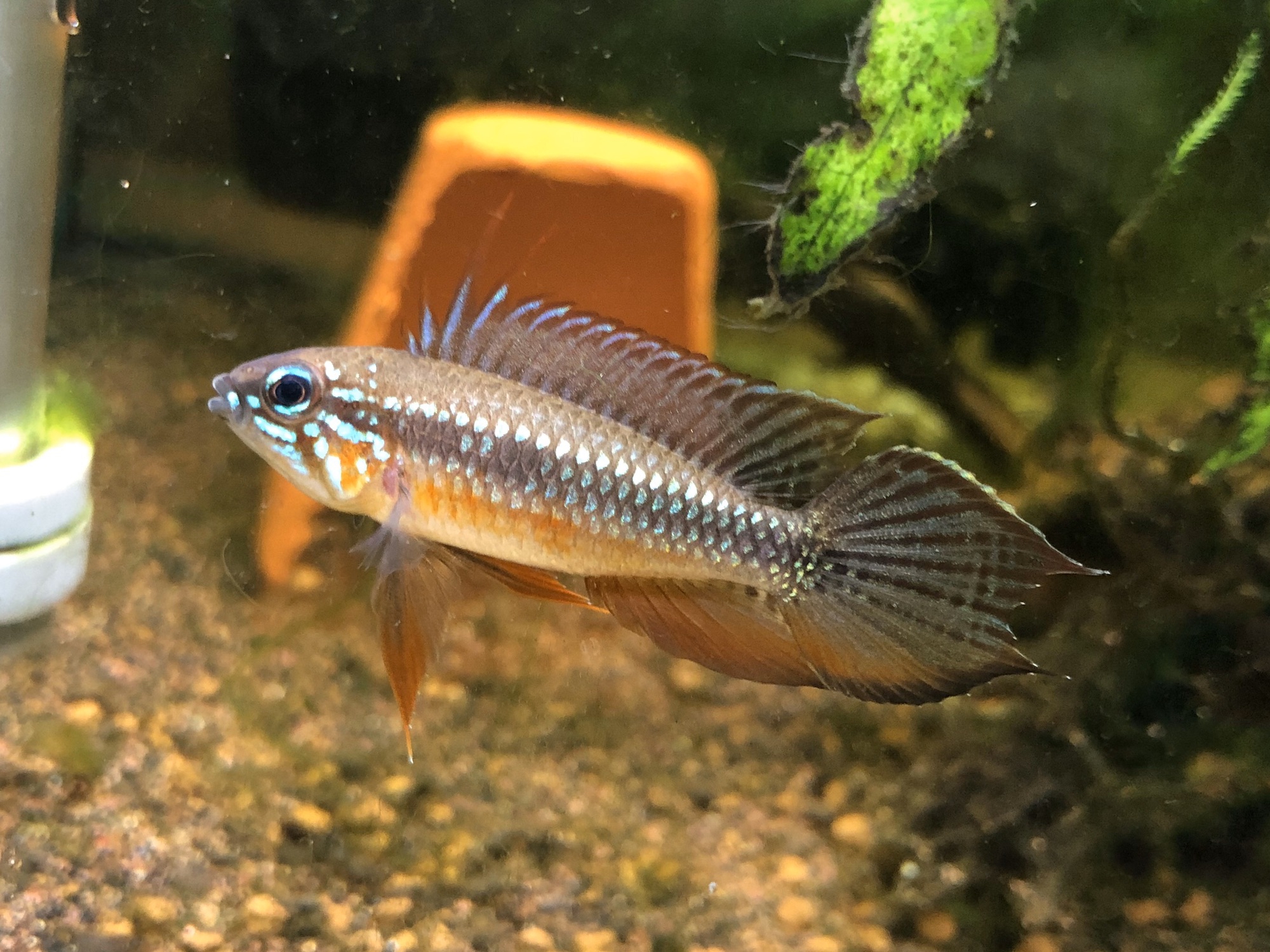 アピストグラマ エリザベサエ イサナワイルドオス、ヨーロッパブリード