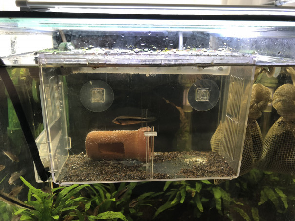 浮上3週間経過したのでお掃除 Ap Sp D53 キンメの毎日 浮上3週間経過したのでお掃除 Ap Sp D53 キンメの毎日