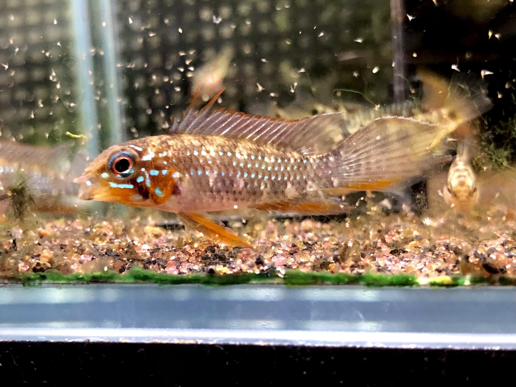 アピストグラマ　　Apエリザベサエ　F1 アピストグラマ Apエリザベサエ F1