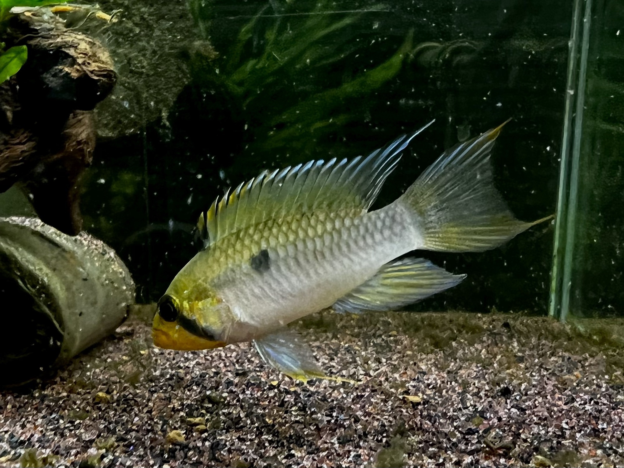 水槽が綺麗になると〜AP.sp.Elzeniense | キンメの毎日