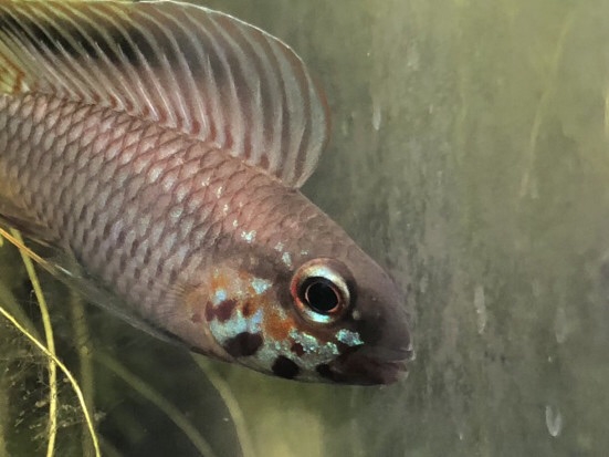 Apistogramma アピストグラマ Ap.ロートカイル ミウア産 WF1・5匹 sp Apistogramma アピストグラマ Ap.ロートカイル ミウア産 WF1・5匹 sp