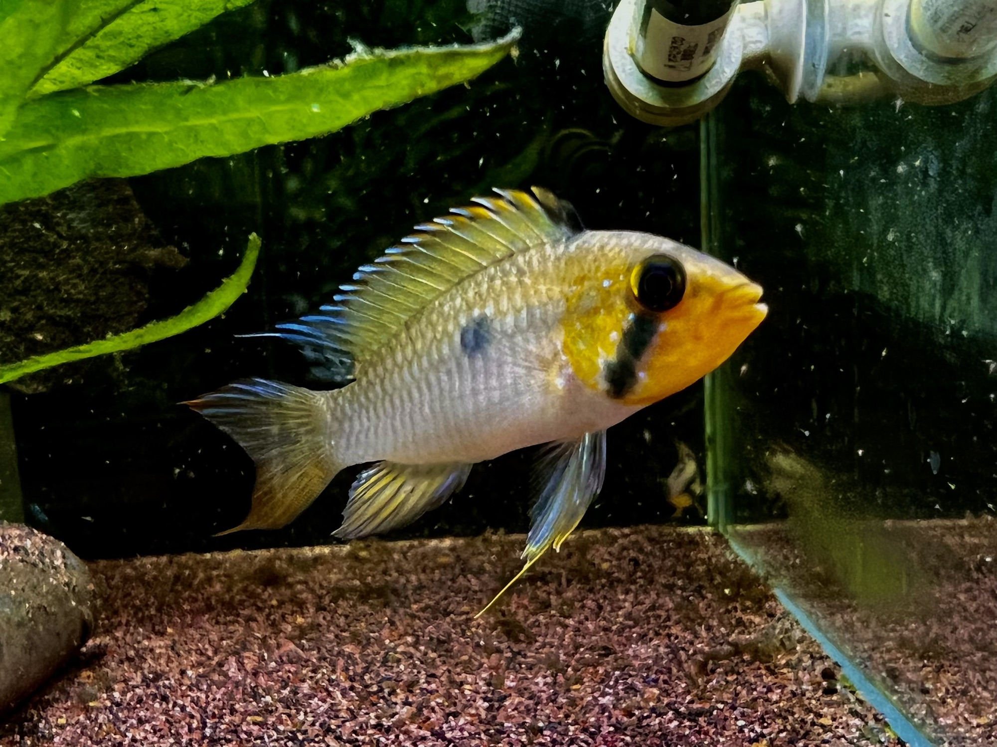 水槽が綺麗になると〜AP.sp.Elzeniense | キンメの毎日