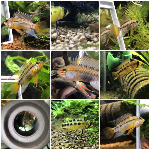 待ち惚け Ap ビエジタ キンメの毎日