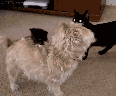いぬgif まとめ その1 おもしろ Gif 画像 いぬgif まとめ その1 おもしろ Gif 画像